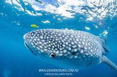 Whale Shark Adventure Swims Exmouth Gift Card
