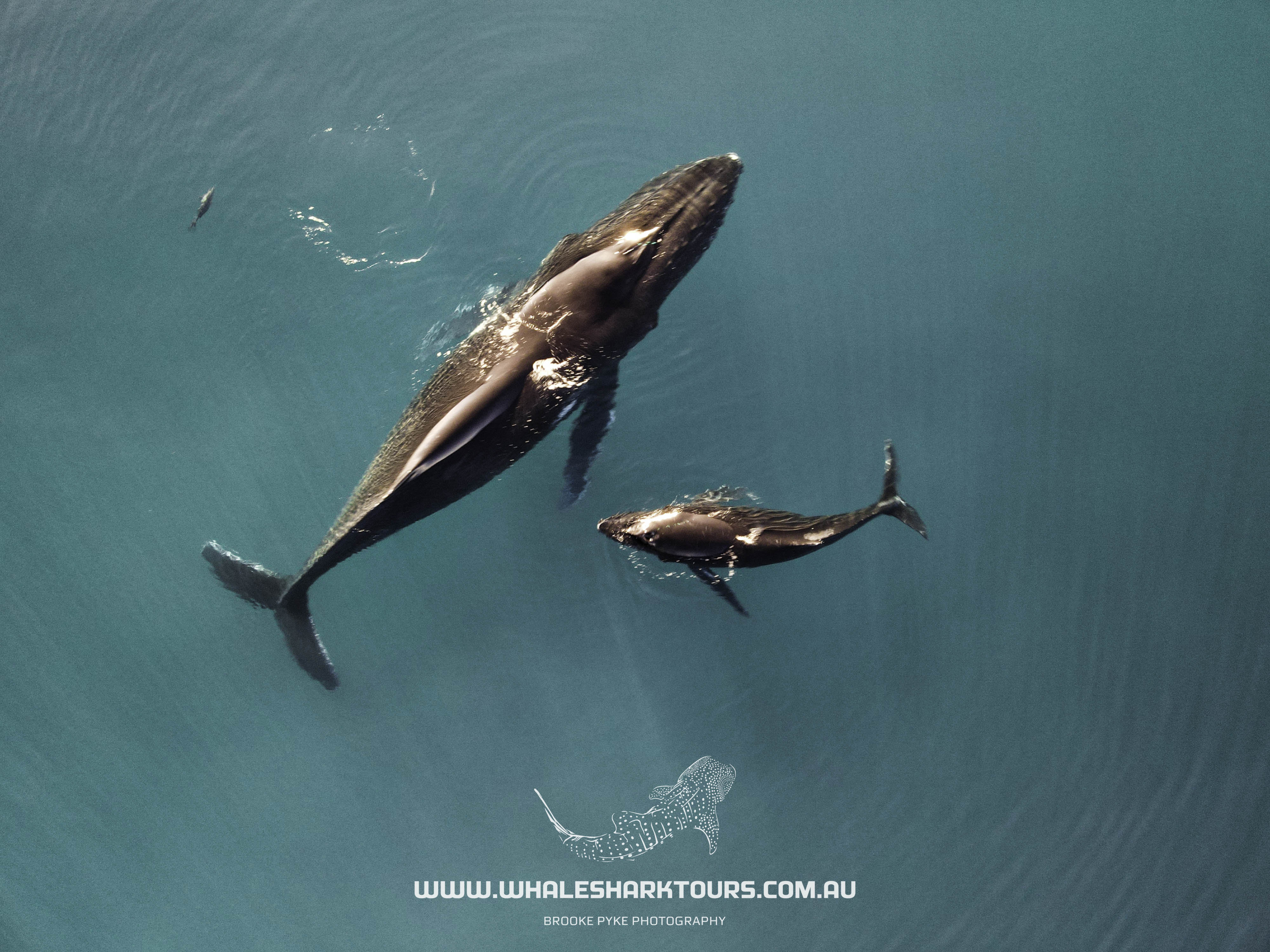 Sunset Humpback Whale Watching Cruise - August to Late October