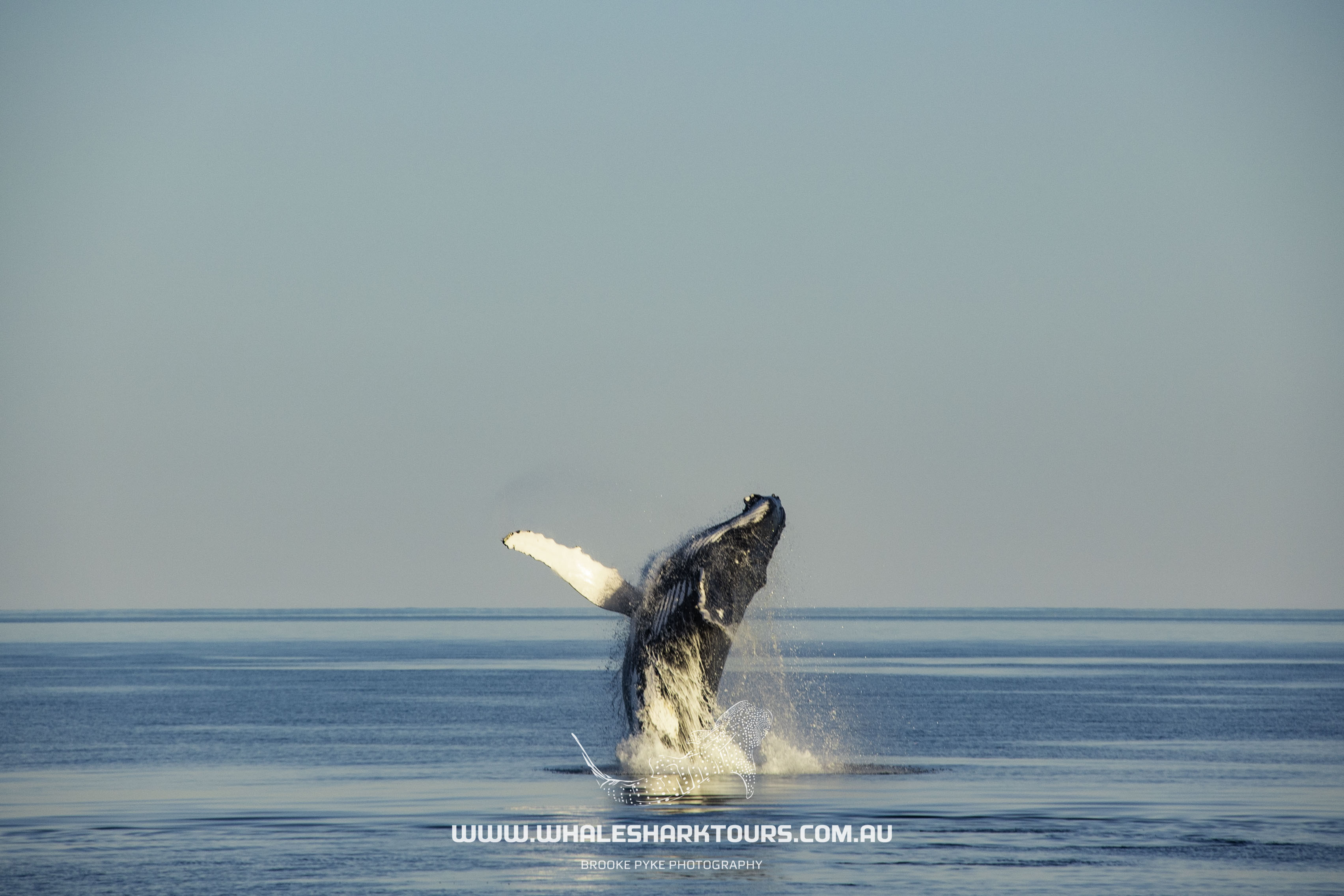 Sunset Humpback Whale Watching Cruise - August to Late October