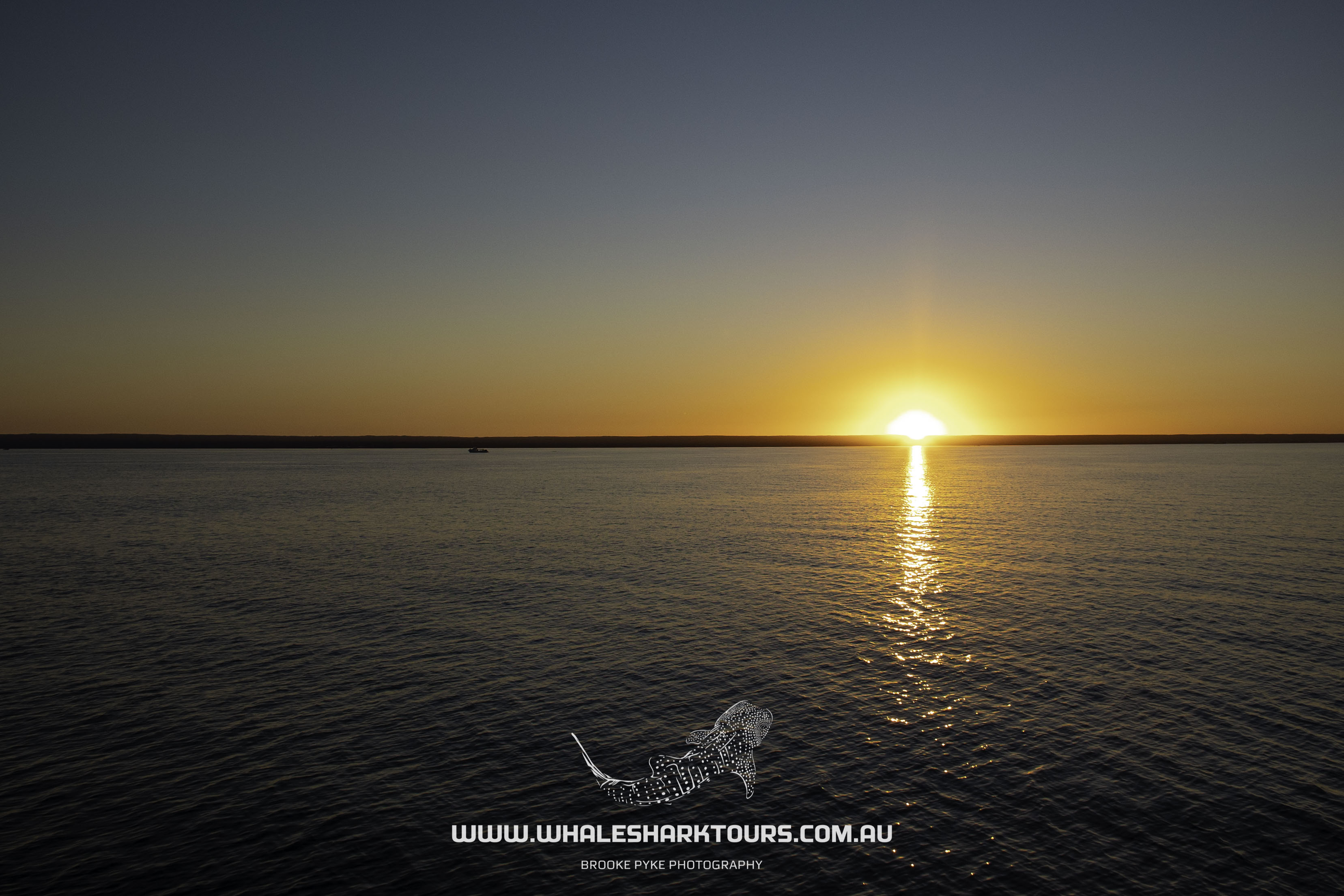 Sunset Humpback Whale Watching Cruise - August to Late October