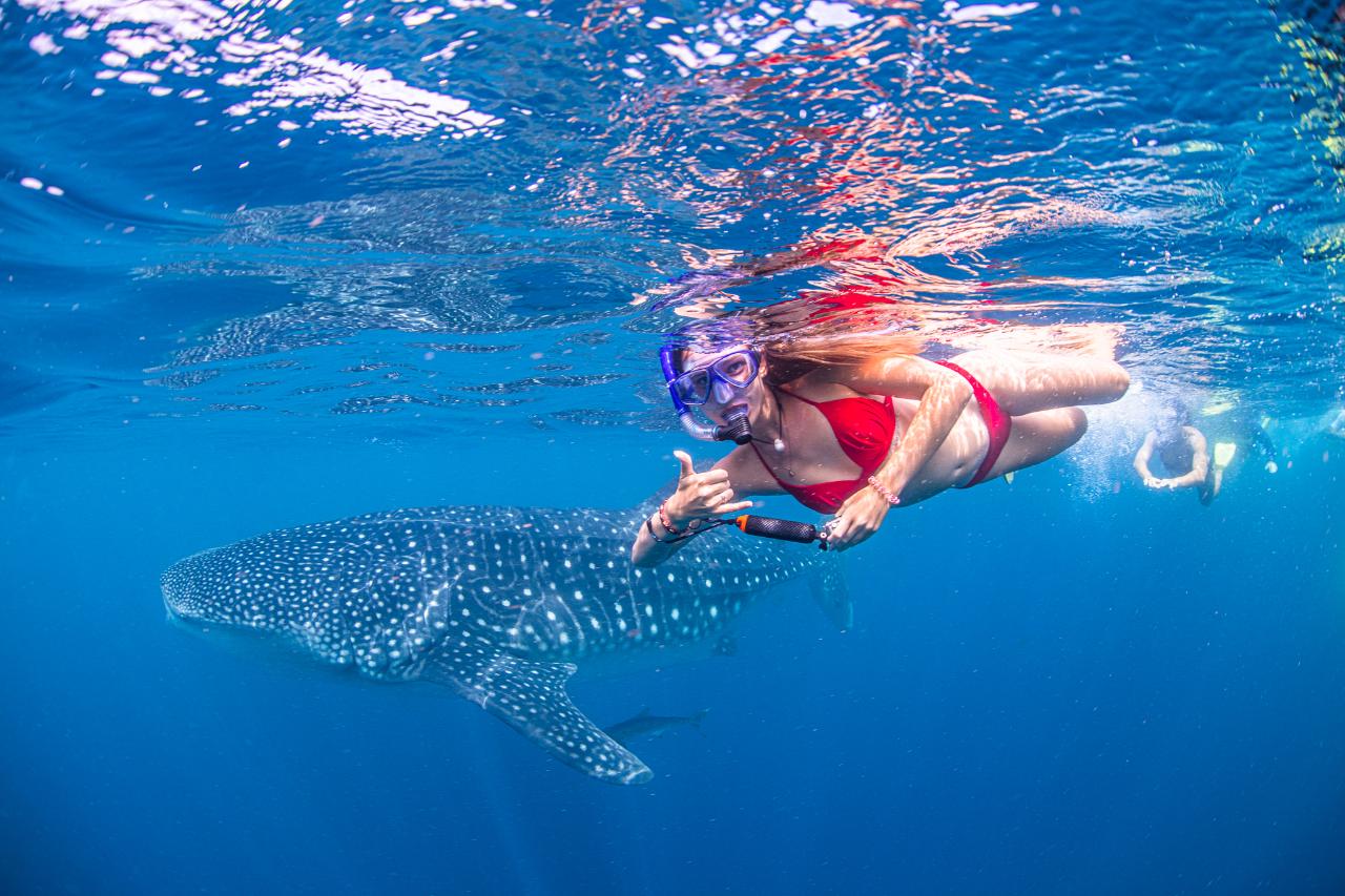 Whale Shark Adventure Swims Exmouth 2023 Season