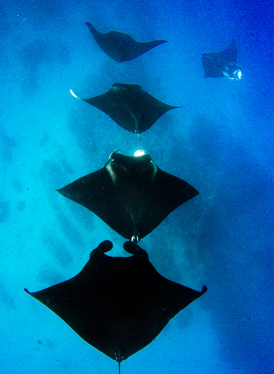 Whale Shark / Humpback Whale / Ningaloo Reef Snorkelling Eco Tour starts (Mid July to late October)