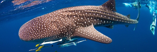 Whale Shark / Humpback Whale / Ningaloo Reef Snorkelling Eco Tour starts (Mid July to late October)