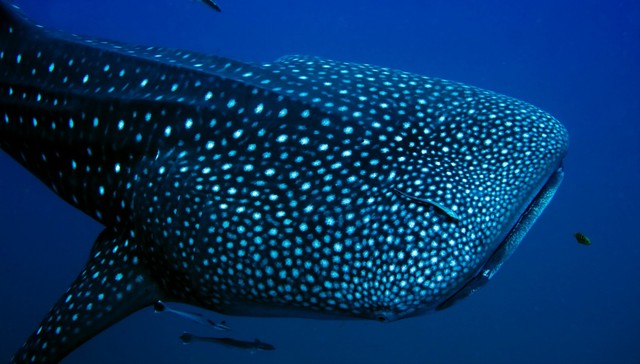 Whale Shark & Whale Watching Ningaloo Reef Eco Tour August to October 2024