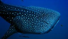 Whale Shark & Whale Watching Ningaloo Reef Eco Tour August to October 2024