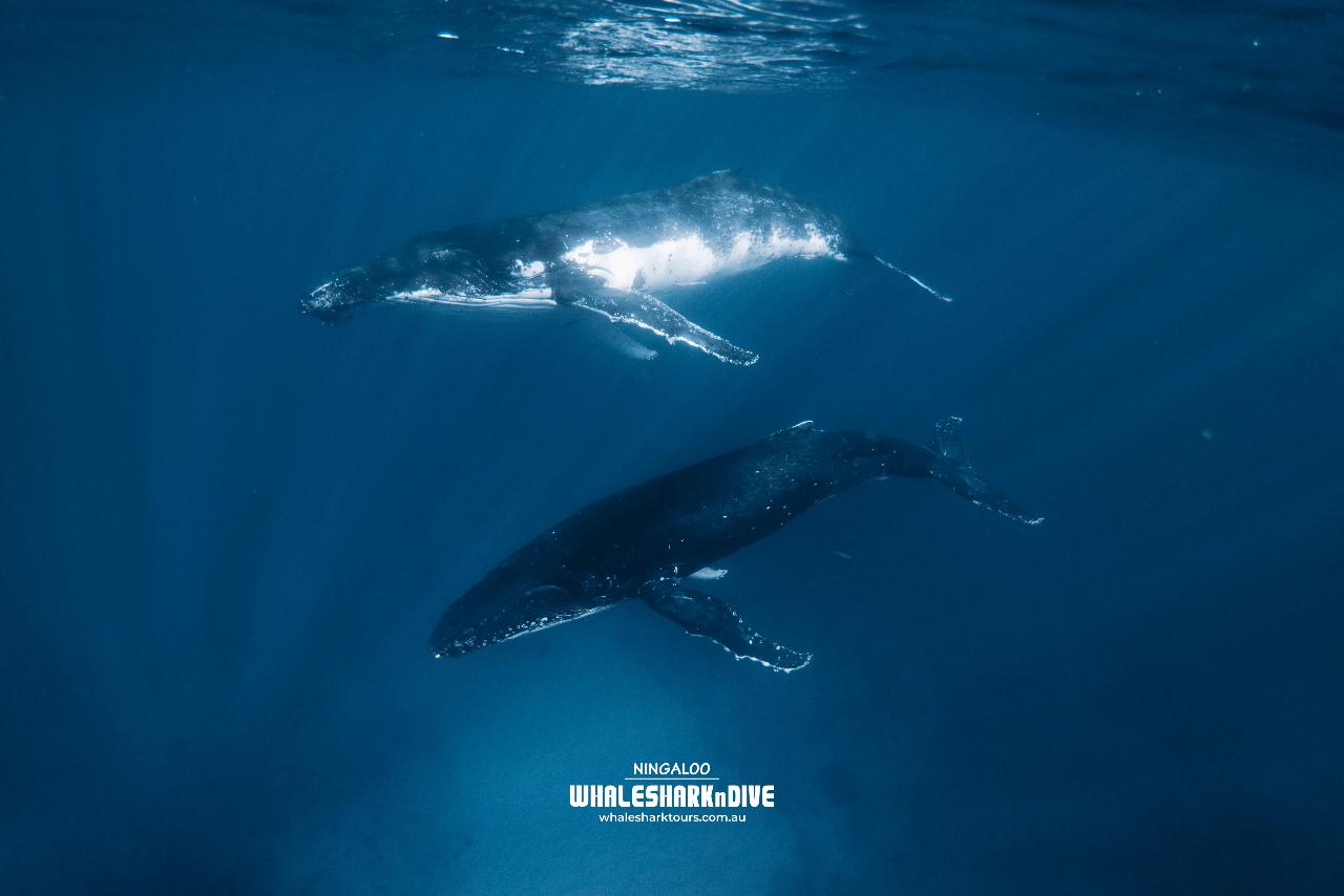 Swimming with Gentle Giants - Humpback Whale Tour - Aug to Sept