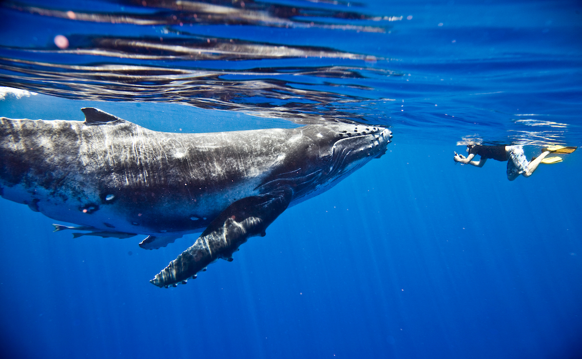 Humpback Whale Swim & Watch Tour 2022 & 2023