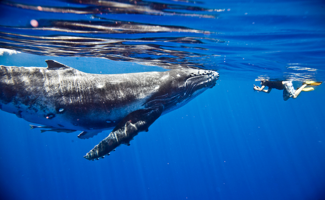 ZZ Humpback Whale Swim & Watch Tour 2024