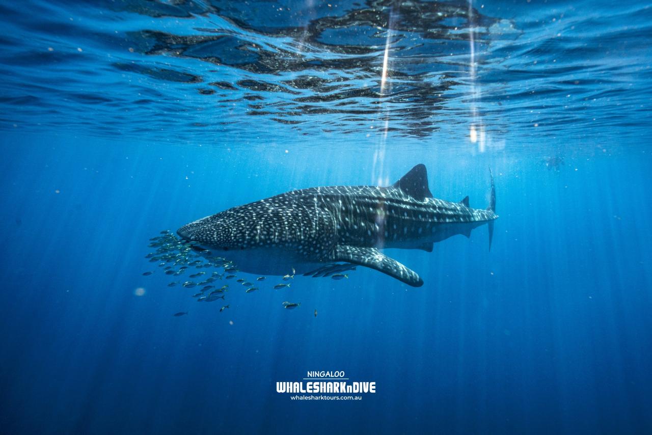 Whale Shark and Ningaloo Reef Eco tour