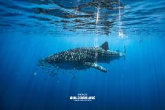 Whale Shark and Ningaloo Reef Eco tour