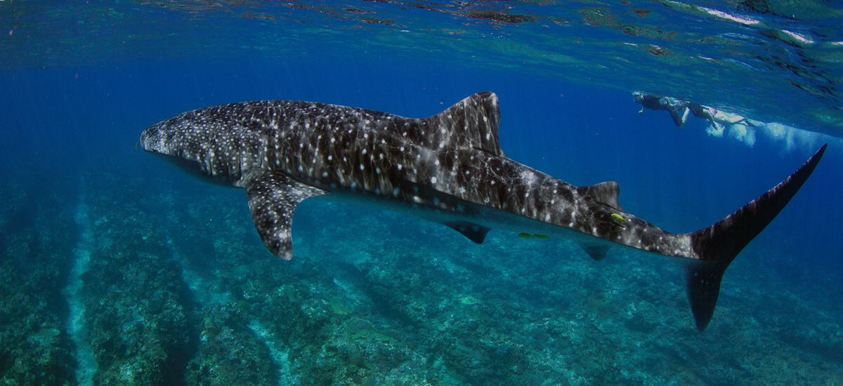 Whale Shark / Humpback Whale / Ningaloo Reef Snorkelling Eco Tour starts (Mid July to late October)
