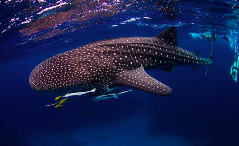 Whale Shark Eco Tour *** Online Deal *** August to November 2024