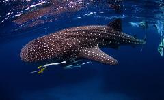 Whale Shark Eco Tour - Aug to Nov 2025