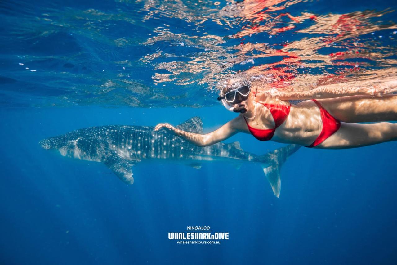 Premium Small Group Whale Shark Experience - Exmouth 2026 Season