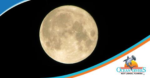 Full Moon Night Dive: Single Tank