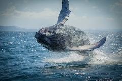 Whale Watching