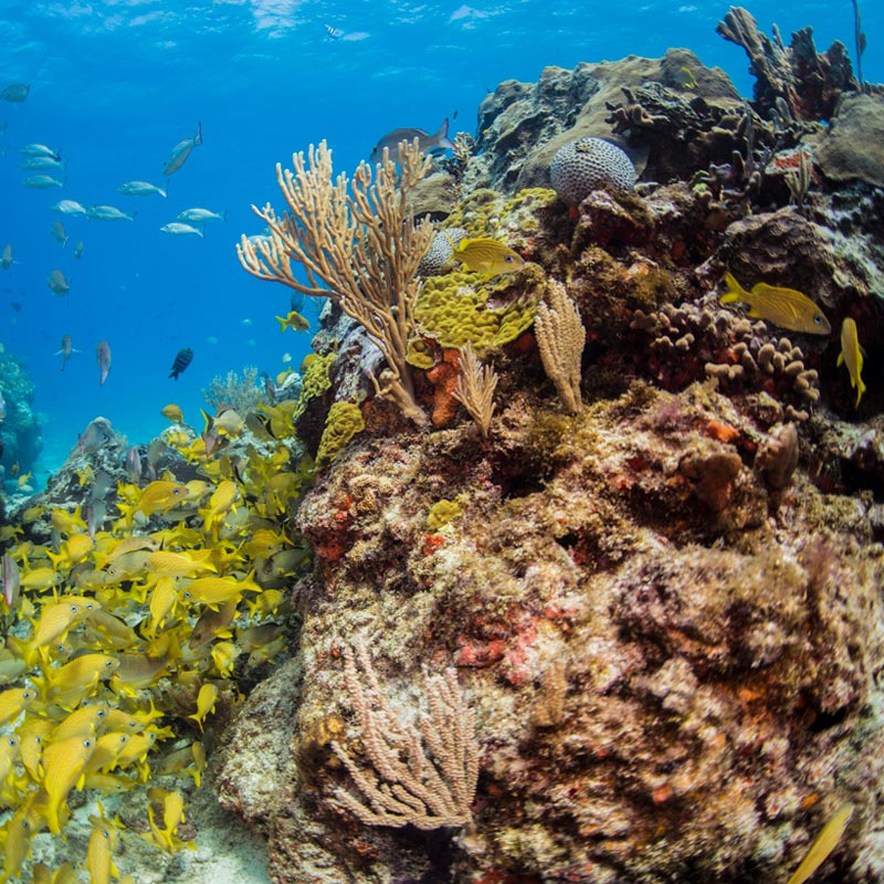 reef near cancun