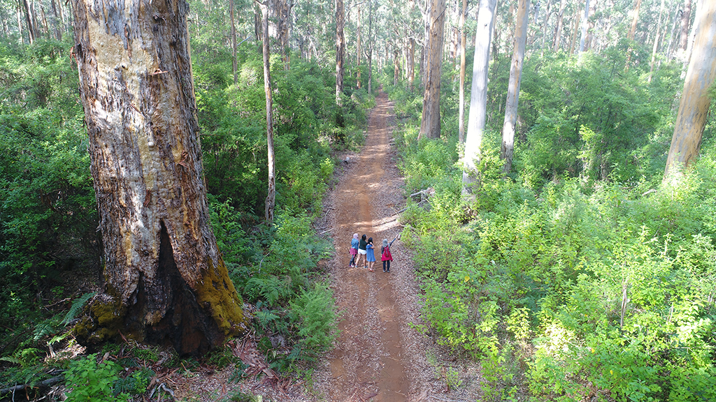 Beach and Forest Eco Adventure