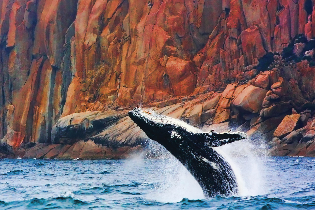 Wineglass Bay Cruises - Sky Lounge (Adults Only)