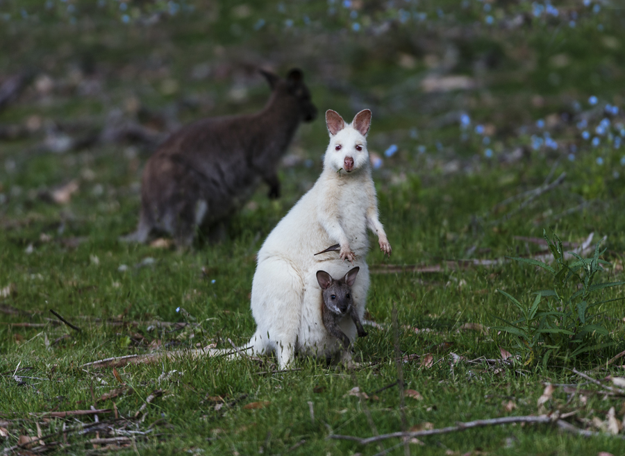 Bruny Island Traveller