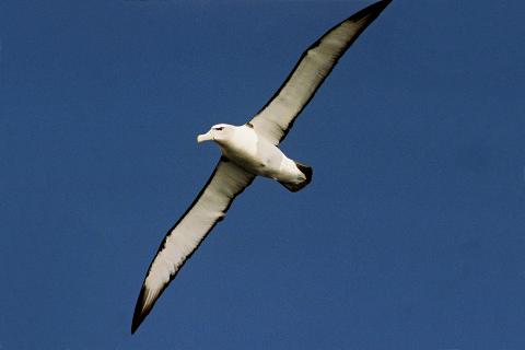 Tasman Island Cruises 3 Hour Cruise Tasmania Australia