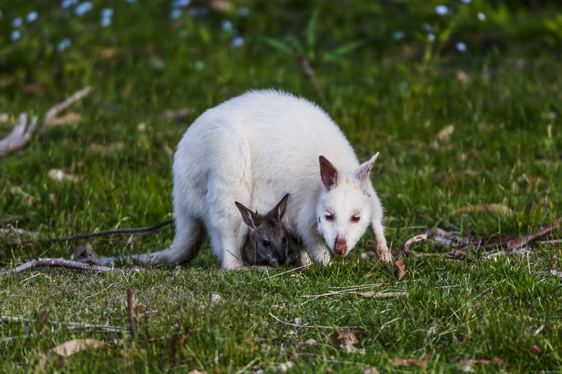 Bruny Island Traveller