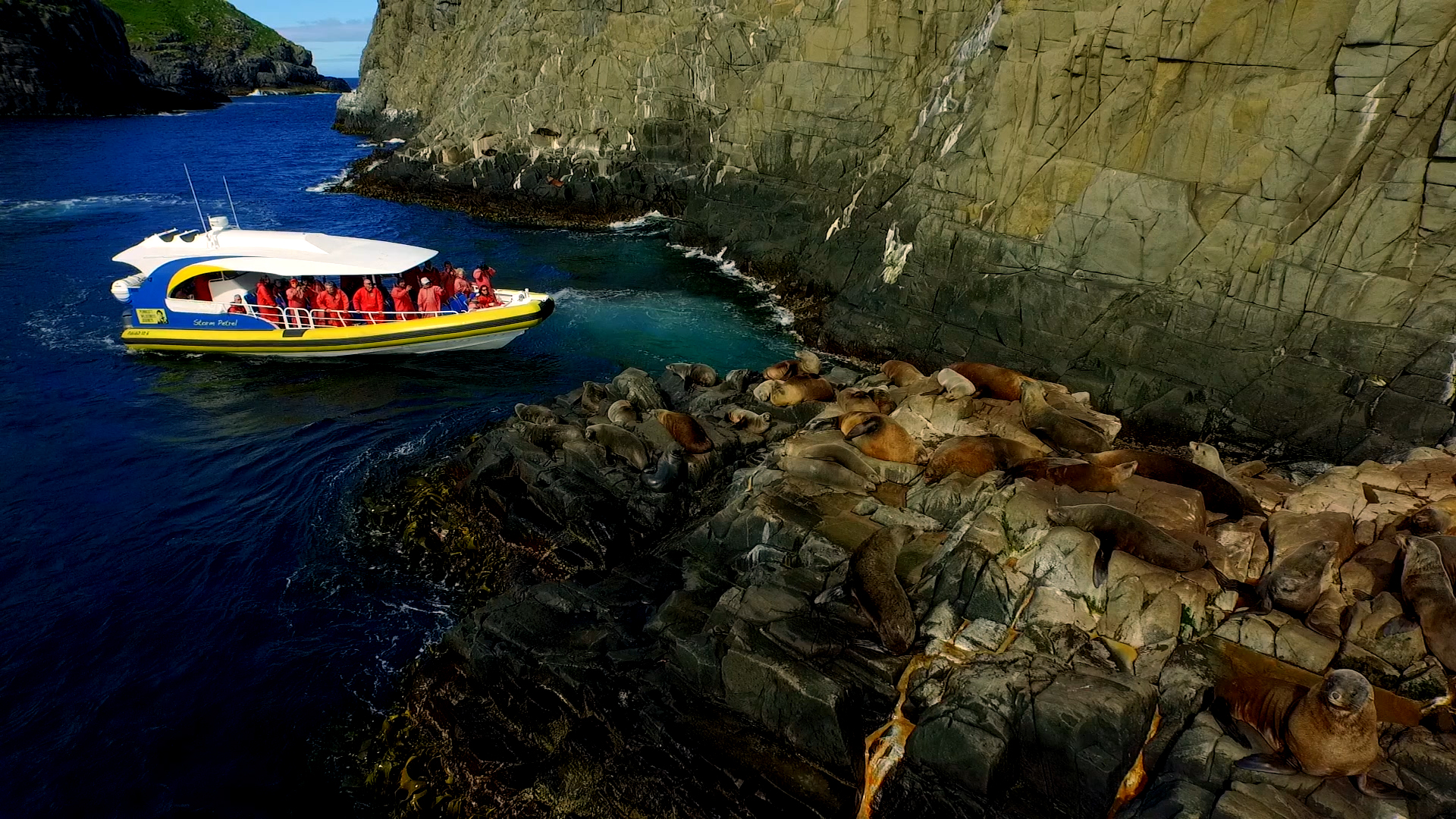 Bruny Island Cruises 3 Hour Cruise with Kettering Bus Pickup