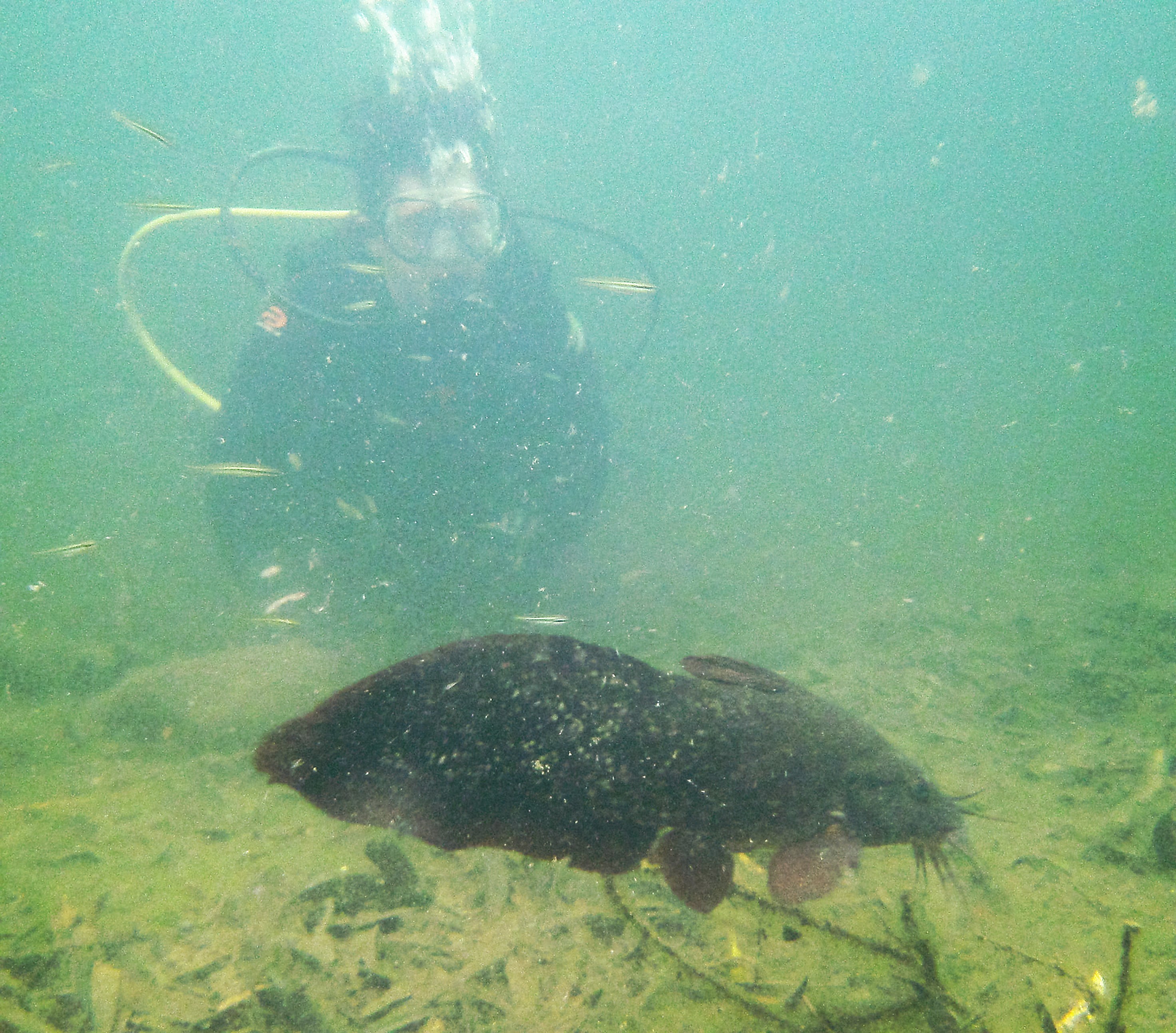 Rainforest Platypus Dive