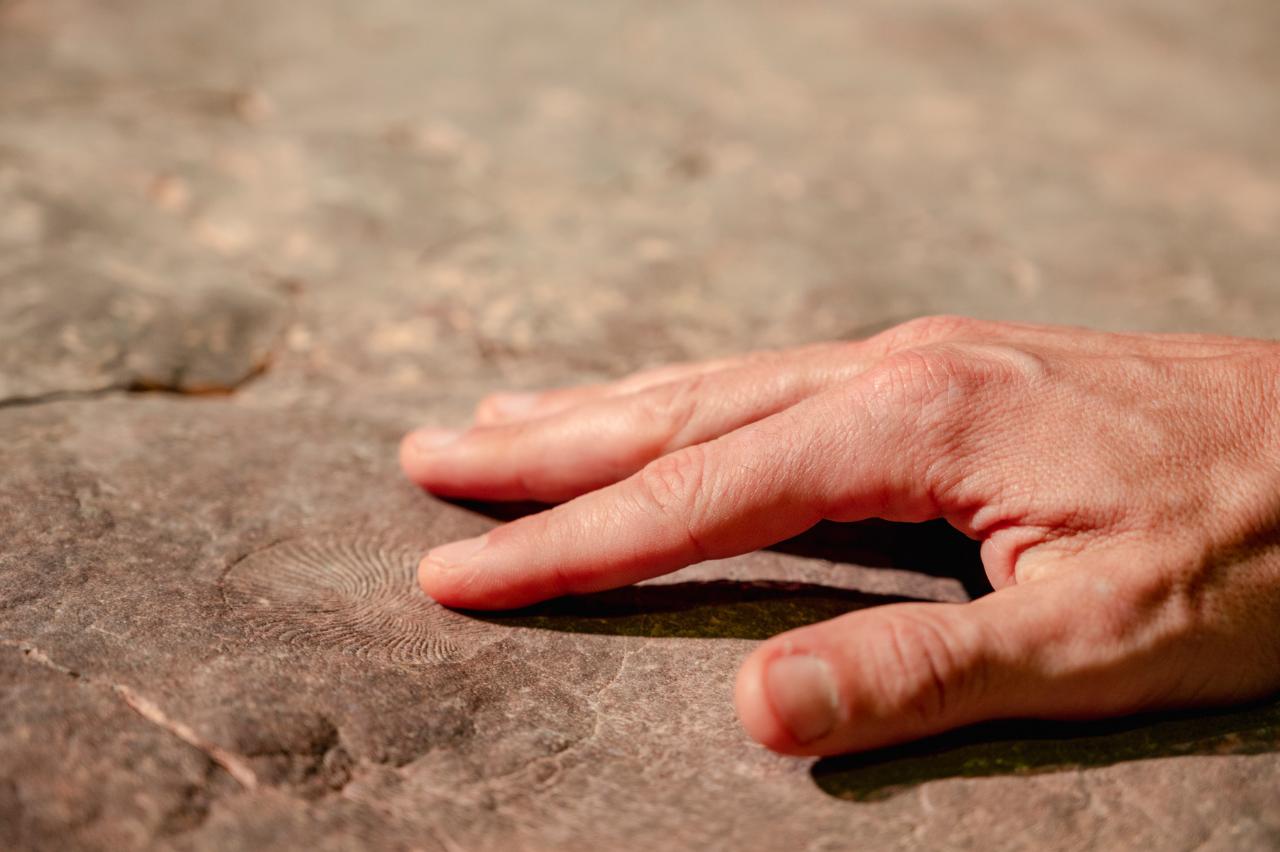 Nilpena Ediacara Fossil Experience