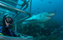 Great White Expedition (4 Night Special)