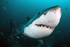Great White Shark Expedition (7D/6N)