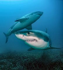 Great White Shark Expedition (4D/3N)