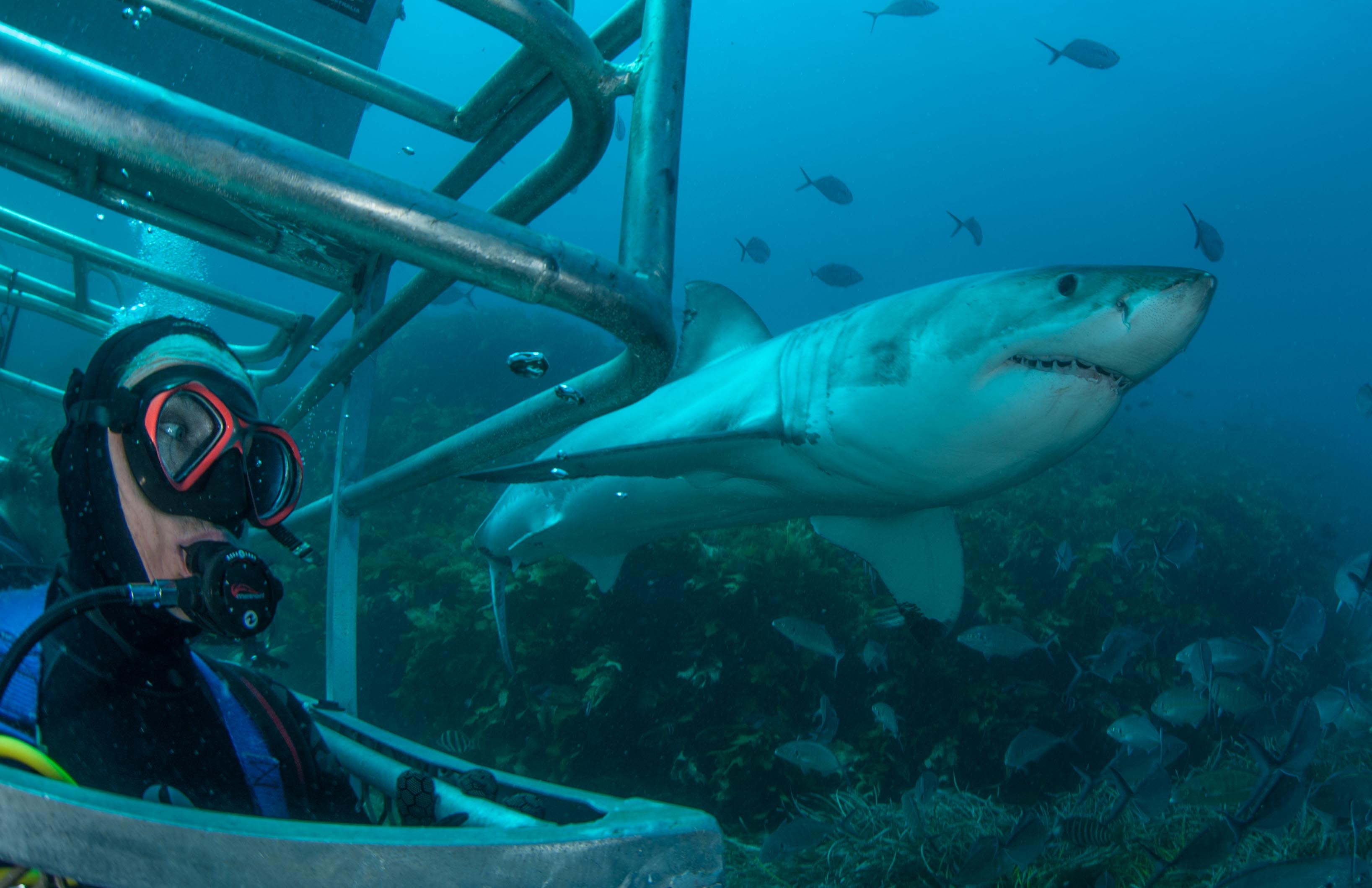 Great White Shark Expedition (4 Nights)