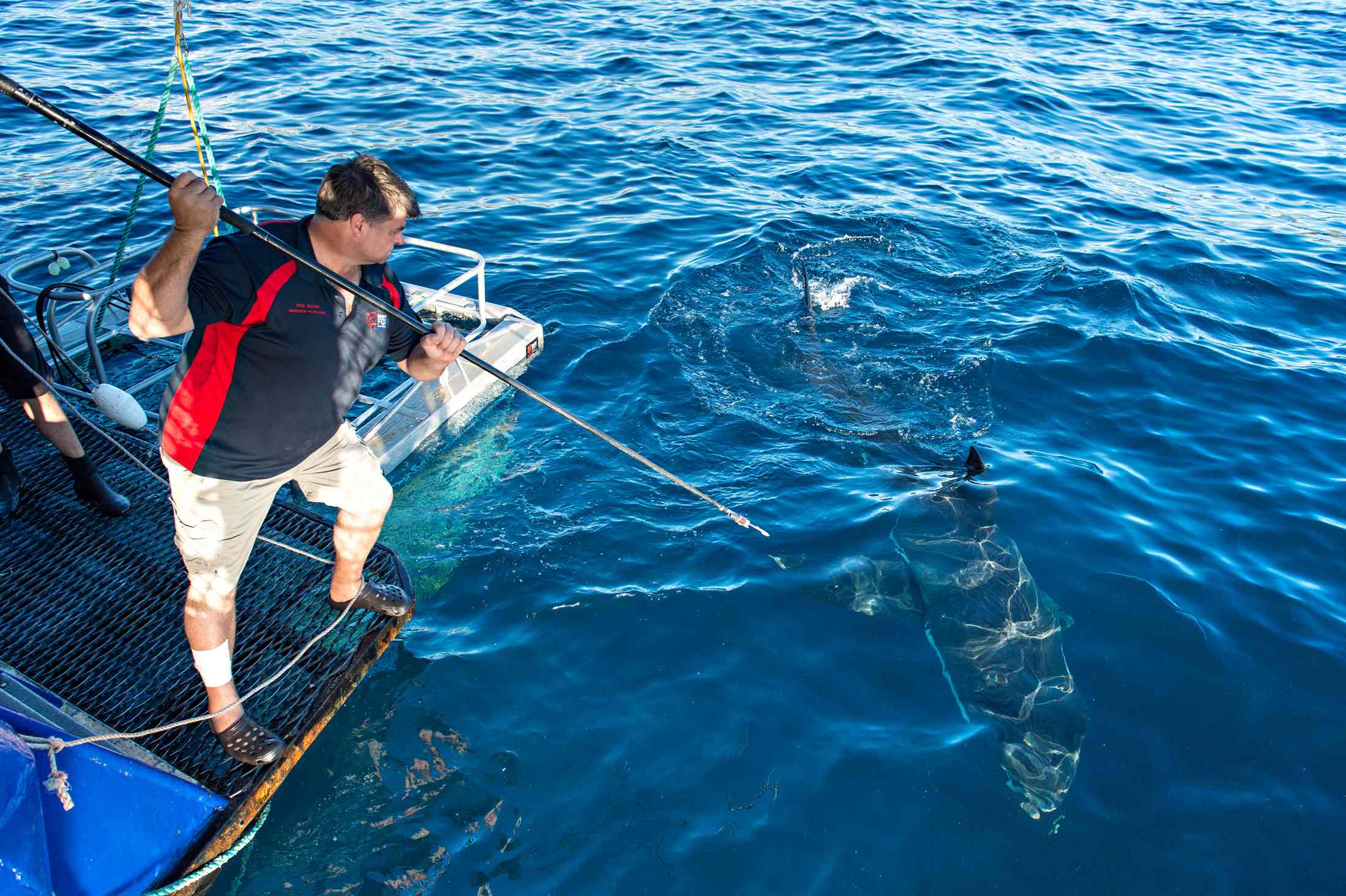 Great White Shark Spectacular Hosted By Andrew Fox
