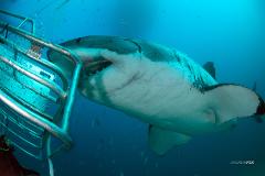 Great White Shark Expedition (4 days/4 Nights) 2026