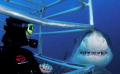 Great White Expedition (Summer 2014/15)