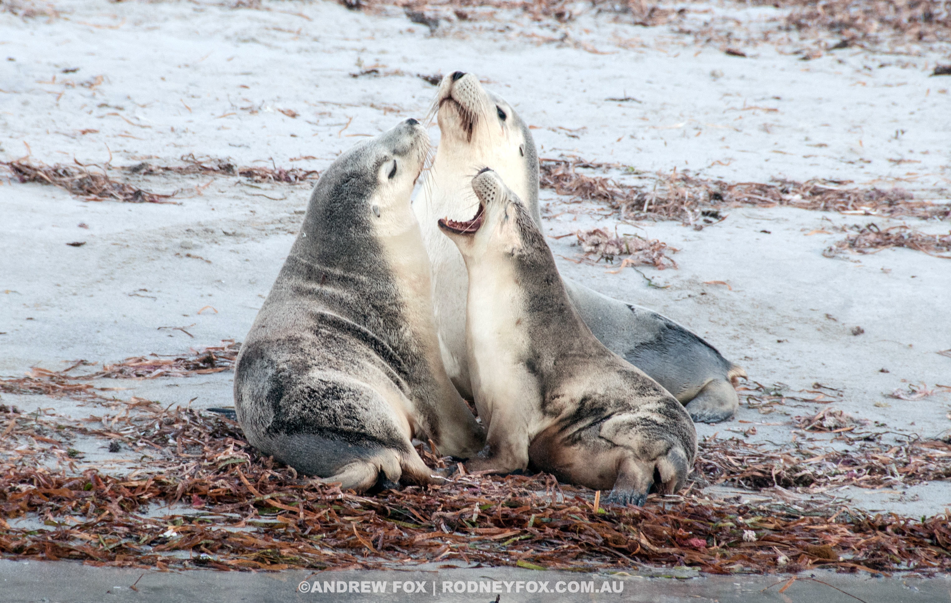 Great White Shark Shoot Out Expedition (4 Nights/5 Days) 2020