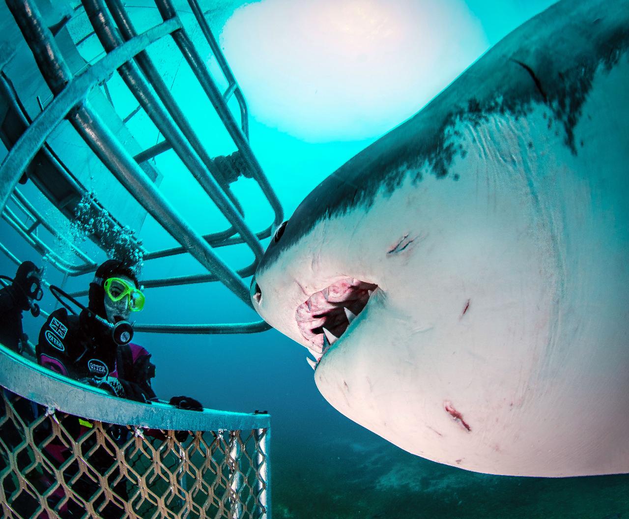 Great White Shark Expedition (5D/4N)