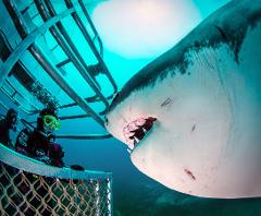 Great White Shark Expedition (5D/4N)