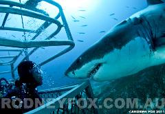 $1000 Rodney Fox Shark Expedition Gift Card