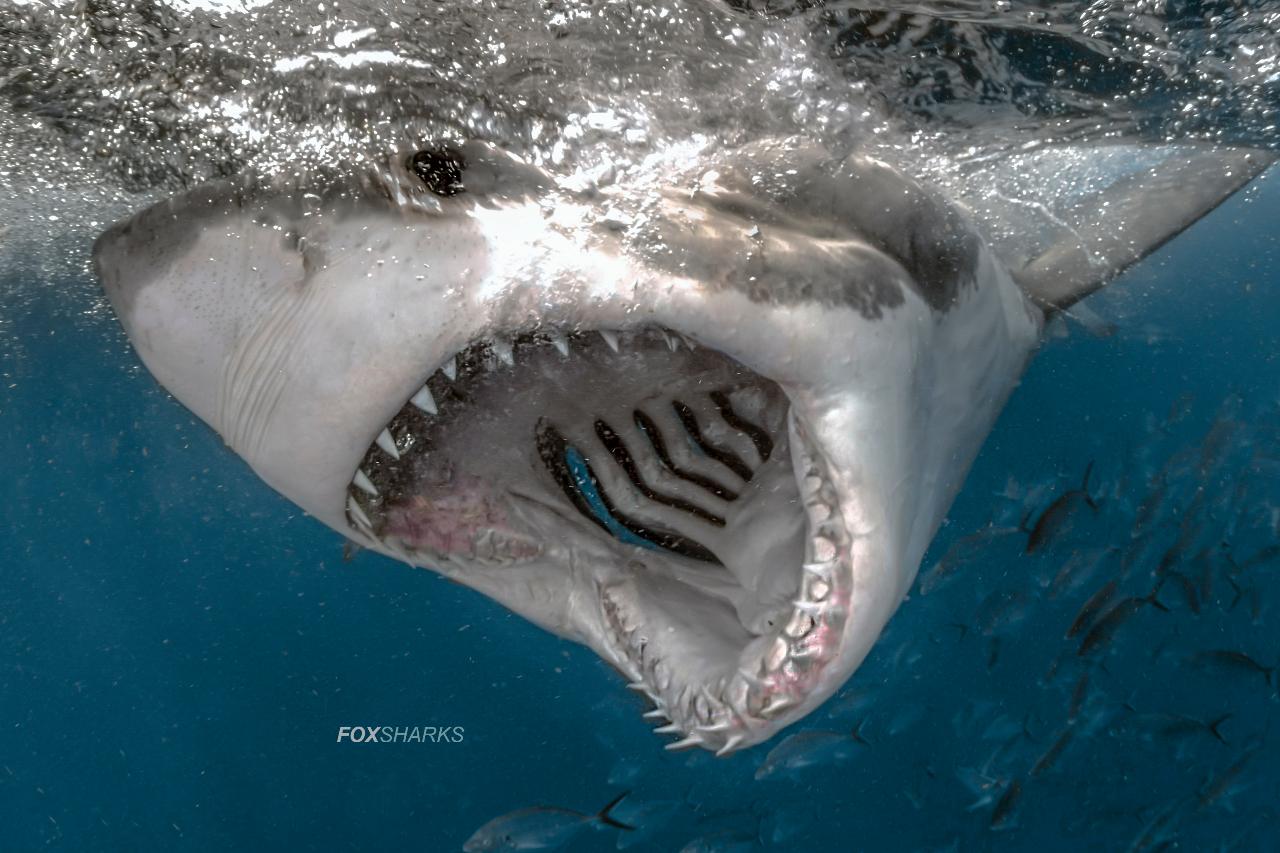 Great White Shark Expedition (3 Night)