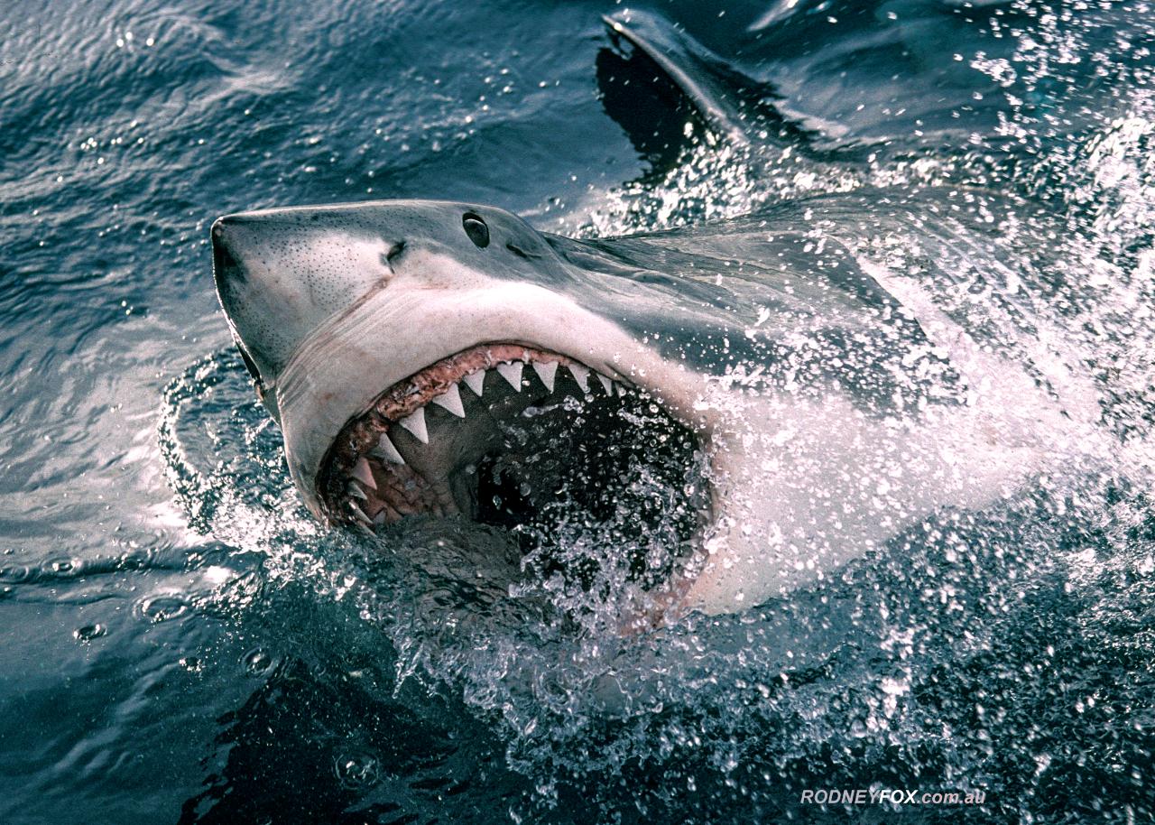Great White Winter Safari (5 Nights)