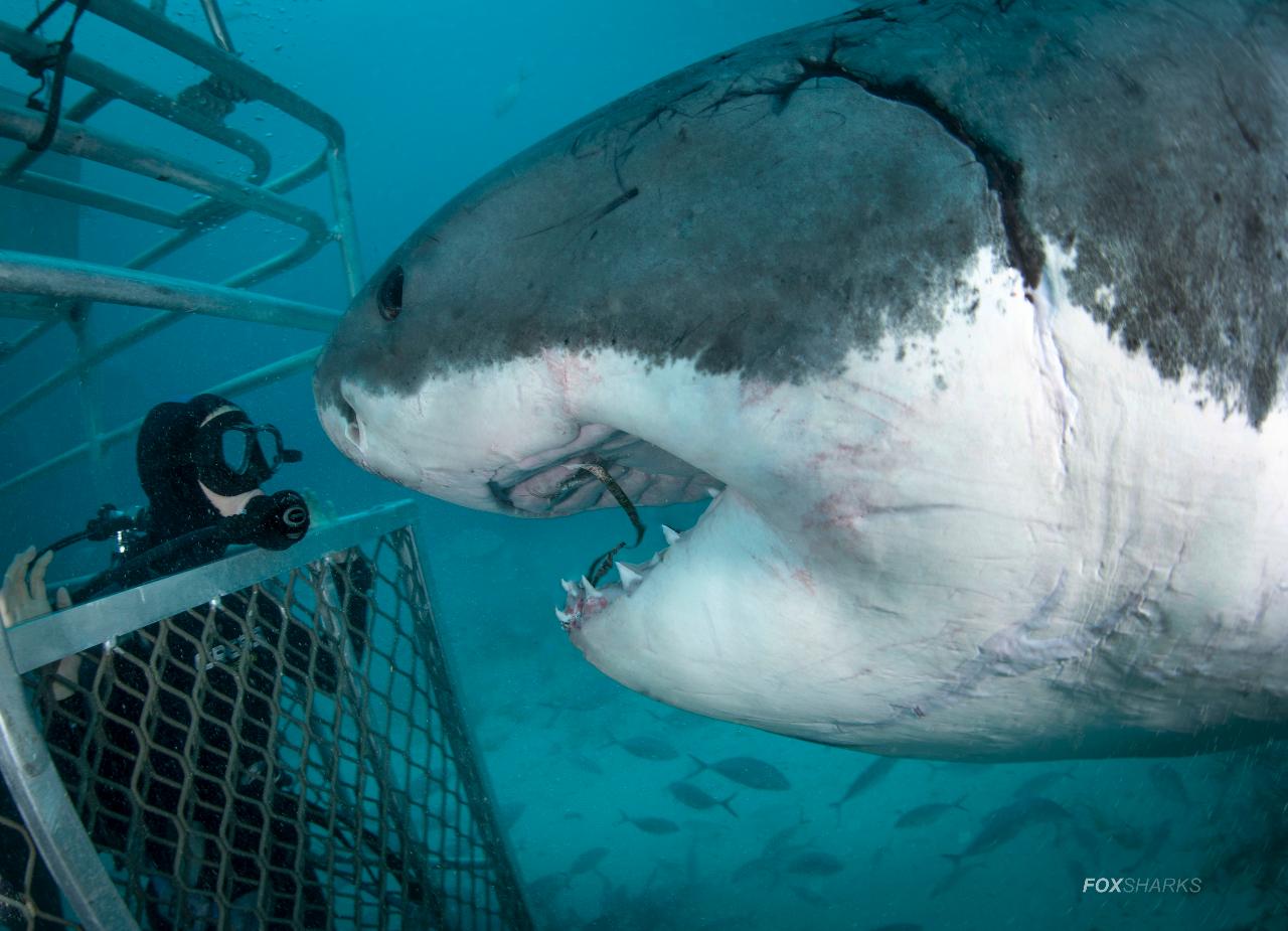 Super Giant Great White Spectacular with Andrew Fox