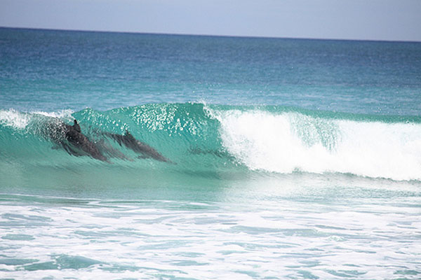 Yorke Peninsula Weekend Surf Camp