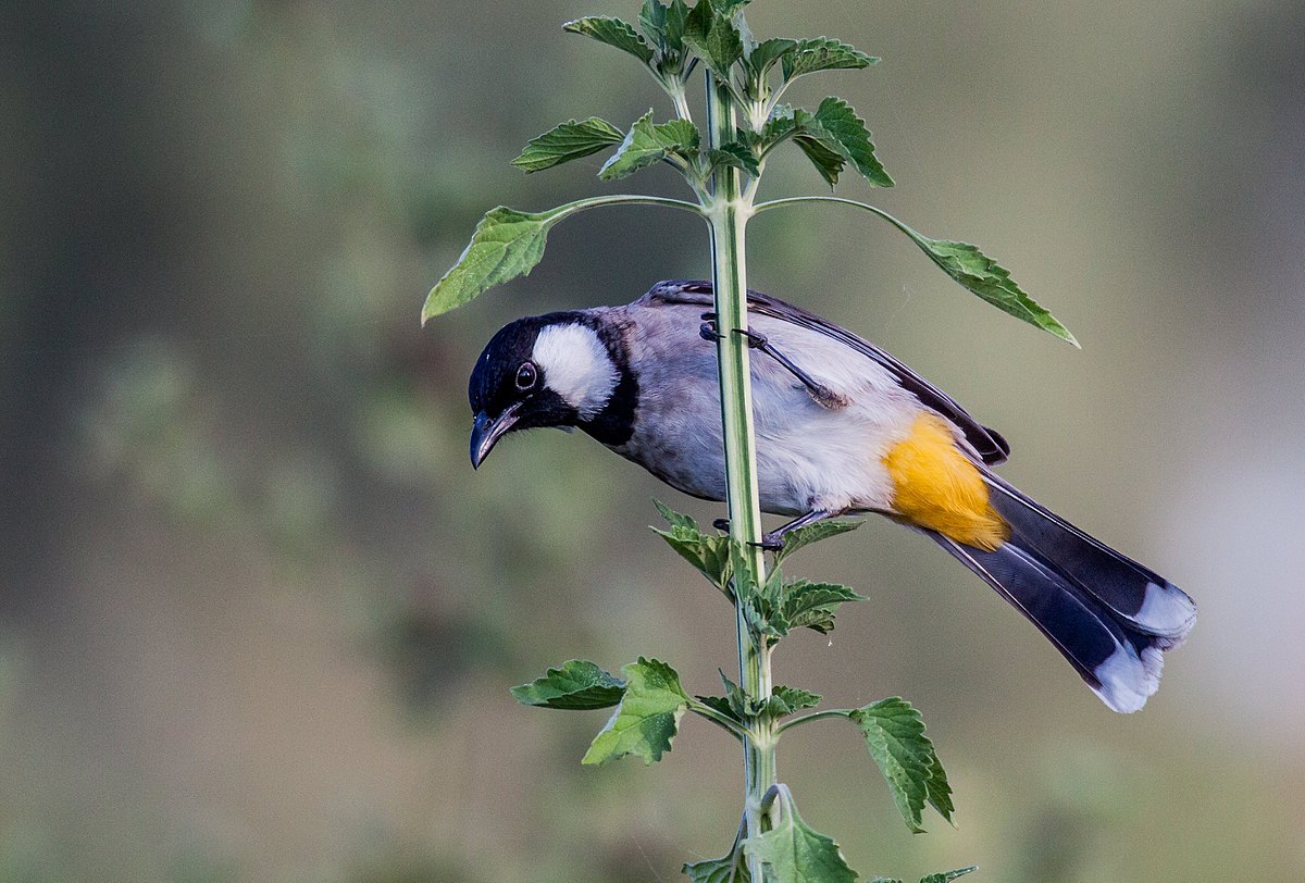 8-day southern iran birdwatching
