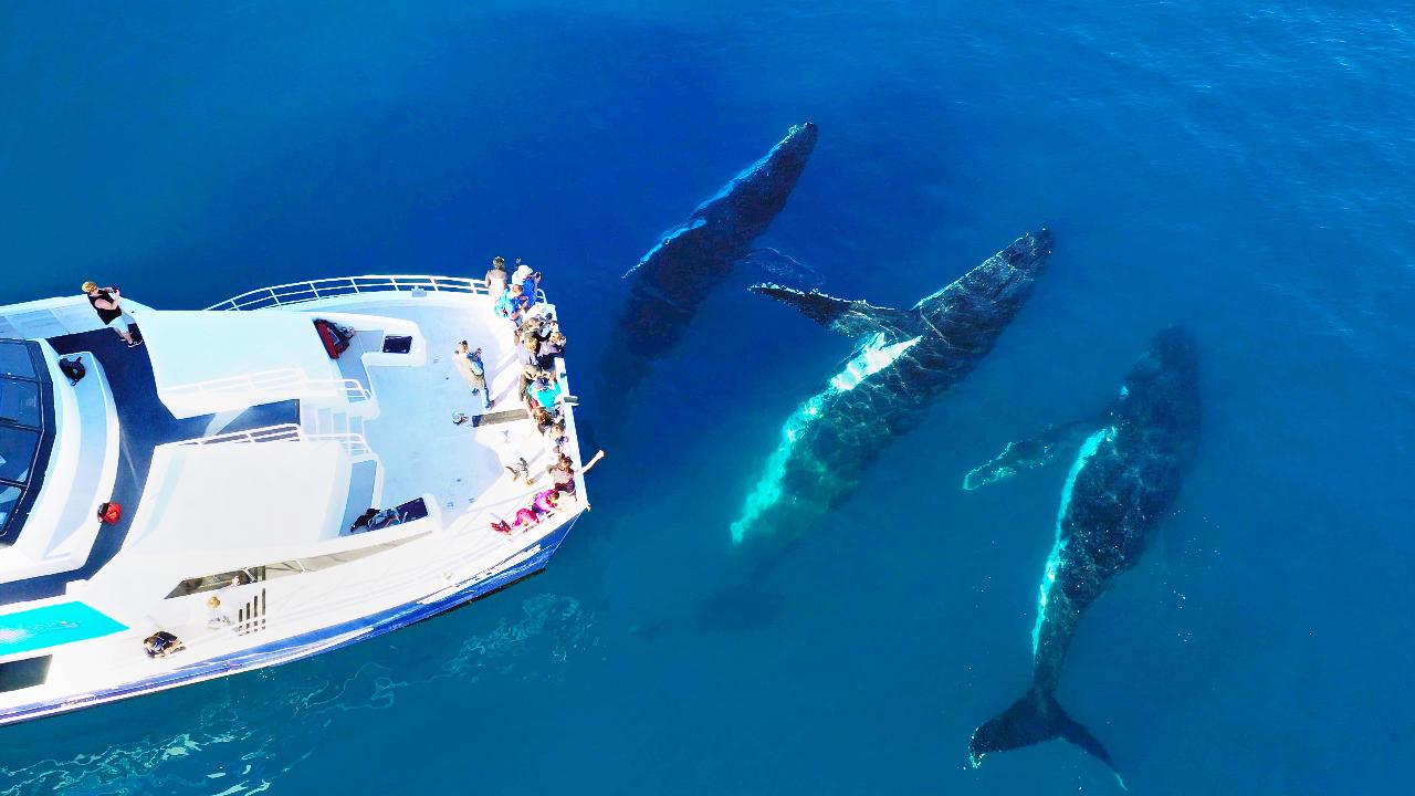 Half Day Whale Watching Encounter