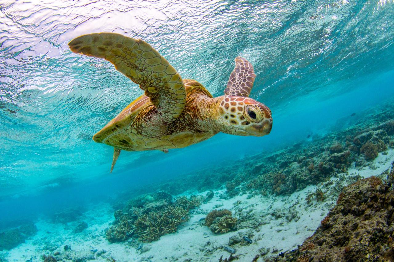 Lady Elliot Island + Remote Fraser Island and Whale Experience Package ...