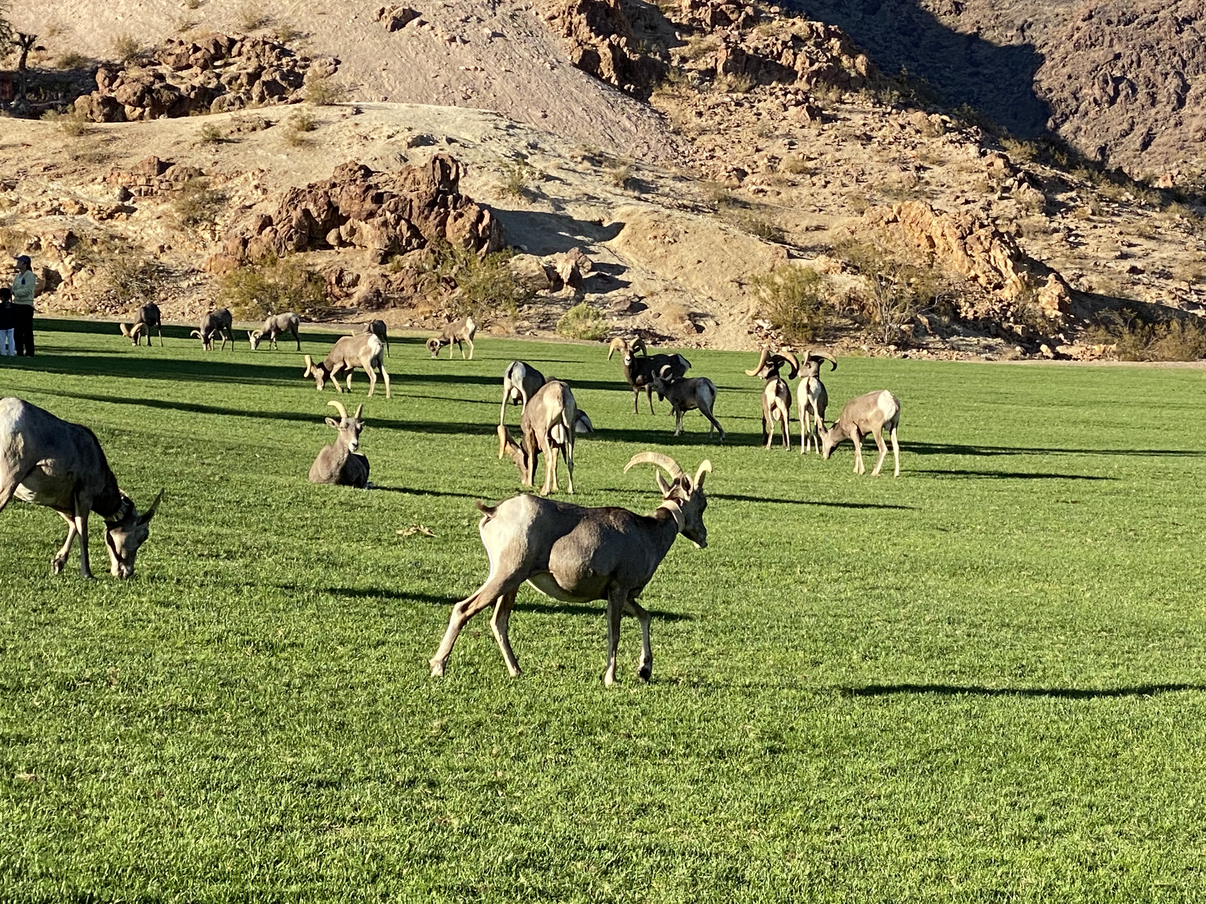 1-Day Grand Canyon West & Hoover Dam Photo Stop Tour from Las Vegas with Lunch