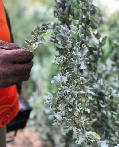 Salt_Bush_Tree