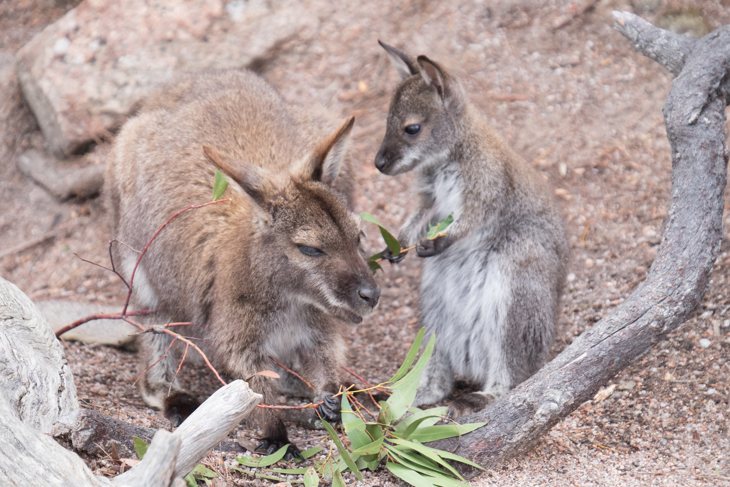 Wineglass Bay Day Tour
